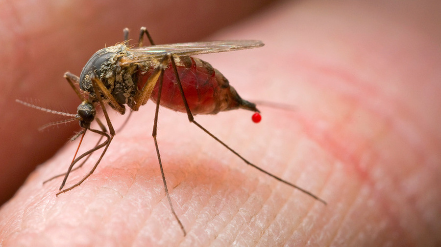 Эксперт рассказал, почему одних людей комары кусают чаще других