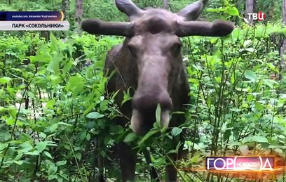 В Парке "Сокольники" лоси начали выходить к людям