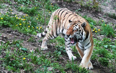 Тигра по кличке Упорный выпустили на волю в Хабаровском крае
