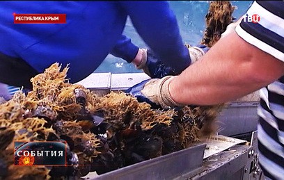 Первая устричная ферма в Крыму расширяет производство