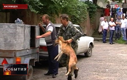 Из квартиры в пятиэтажке Кисловодска судебные приставы выселили 59 собак