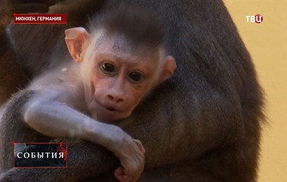 Посетителям мюнхенского зоопарка показали детёныша мандрила