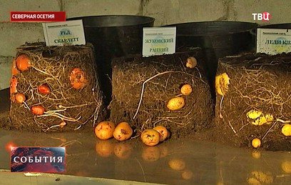 В России нашли идеальное место для выведения новых сортов картофеля