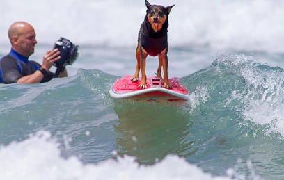В США прошли соревнования по сёрфингу среди собак