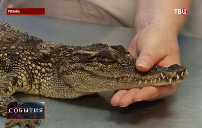 В Рязани ищут дом для покусанного на улице крокодила