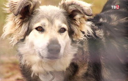 В Новодевичьем парке пройдет выставка собак из московских приютов