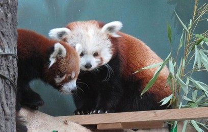 К красной панде в Московском зоопарке подселили жениха