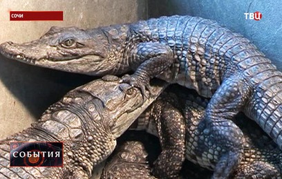 Житель Сочи завел 300 крокодилов