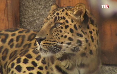 В Московском зоопарке появился дальневосточный леопард