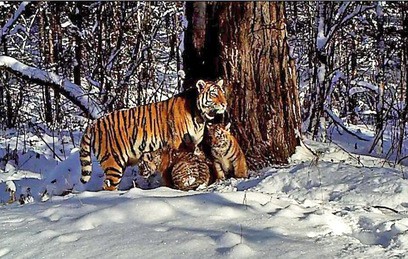 В заповеднике "Бастак" видеоловушка "поймала" двух амурских тигрят
