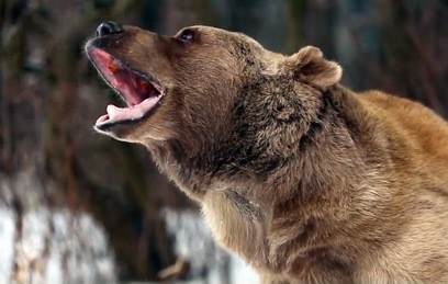 Под Петербургом медведь напал на беглого психбольного