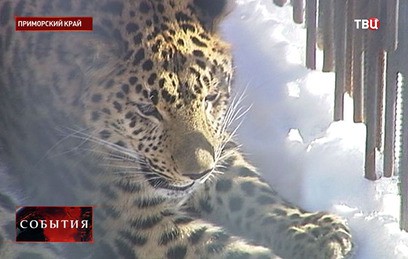 В Приморском сафари-парке впервые показали дальневосточного леопарда