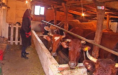 Весенняя вакцинация домашних животных началась в Ростовской области