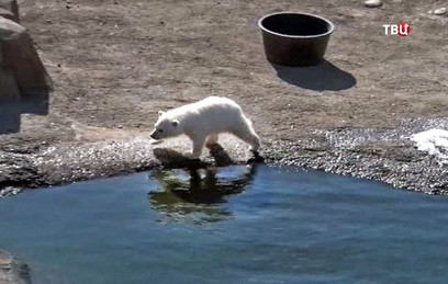 В американском зоопарке впервые показали белого медвежонка