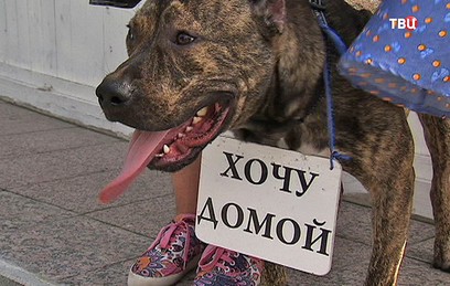 Как живут бойцовые собаки в Шереметьевском приюте