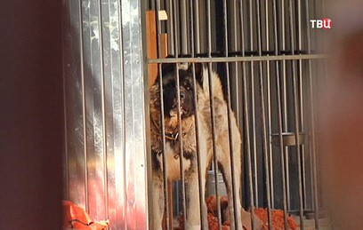 Покусавшую ребенка в Немчиновке американскую акиту усыпят