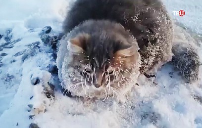 В Златоусте спасли вмерзшего в лед кота. Видео