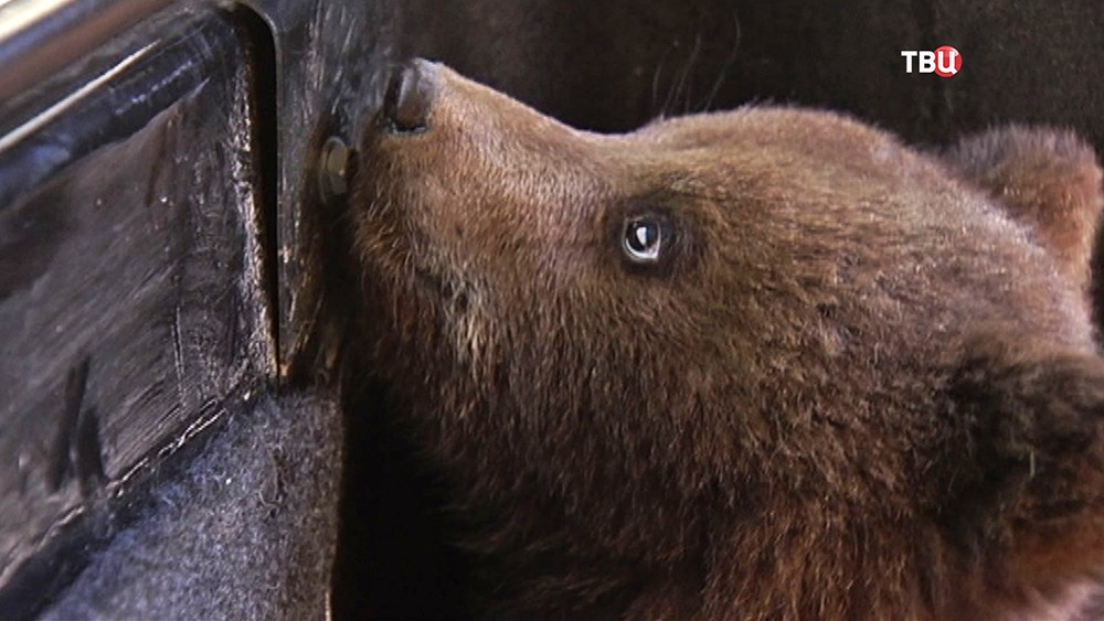Спасенного в Новой Москве медвежонка отправят на биостанцию под Тверью - фото 1