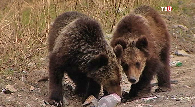 Медведи