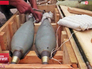 Боекомплект миномета калибра 120 мм Боекомплект миномета калибра 120 мм