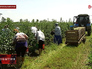 Фермерское хозяйство в Ставропольском крае Фермерское хозяйство в Ставропольском крае