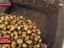 Сбор урожая картофеля Сбор урожая картофеля