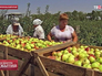 Сбор урожая яблок в Ставропольском крае Сбор урожая яблок в Ставропольском крае