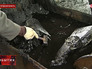 Свалка токсичных отходов в Нижегородской области Свалка токсичных отходов в Нижегородской области