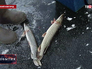 Улов зимней рыбалки Улов зимней рыбалки