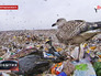 Мусорный полигон в Ленинградской области Мусорный полигон в Ленинградской области