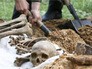 Поисковые отряды ведут раскопки Поисковые отряды ведут раскопки