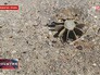 Боевые действия на юго-востоке Украины Боевые действия на юго-востоке Украины