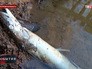 Мор рыбы в Нижегородской области Мор рыбы в Нижегородской области