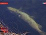 Мор рыбы в Нижегородской области Мор рыбы в Нижегородской области