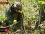 День кедра во Владивостоке День кедра во Владивостоке