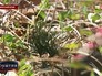 День кедра во Владивостоке День кедра во Владивостоке