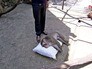 Обезьяна в Ялтинском зоопарке Обезьяна в Ялтинском зоопарке