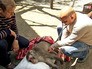 Ветеринар осматривает обезьяну в Ялтинском зоопарке Ветеринар осматривает обезьяну в Ялтинском зоопарке