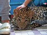 Сбежавший леопард Сбежавший леопард