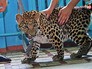 Сбежавший леопард Сбежавший леопард