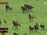 Лошади в Кабардино-Балкарии Лошади в Кабардино-Балкарии