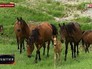 Лошади в Кабардино-Балкарии Лошади в Кабардино-Балкарии