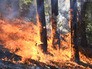 Лесные пожары Лесные пожары