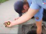 Полицейские спасают утят из канализации Полицейские спасают утят из канализации