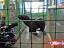 Морской котик в московском ТЦ Морской котик в московском ТЦ