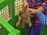 Контактный зоопарк Контактный зоопарк