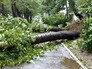 Поваленные деревья Поваленные деревья
