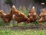 Куры на ферме Куры на ферме