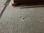 Хвостовик минометного снаряда Хвостовик минометного снаряда