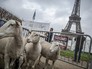 Протест французских фермеров Протест французских фермеров